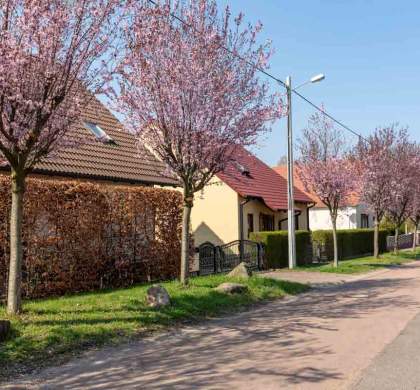 In Mücheln blüht es